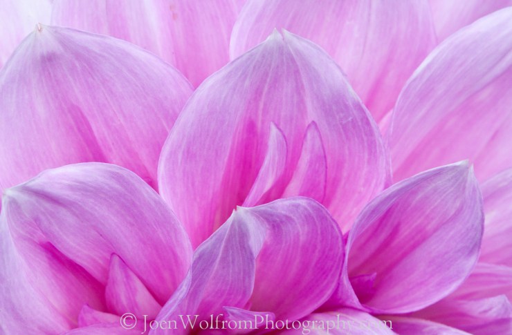 Flowers, Pretty in Pink-1