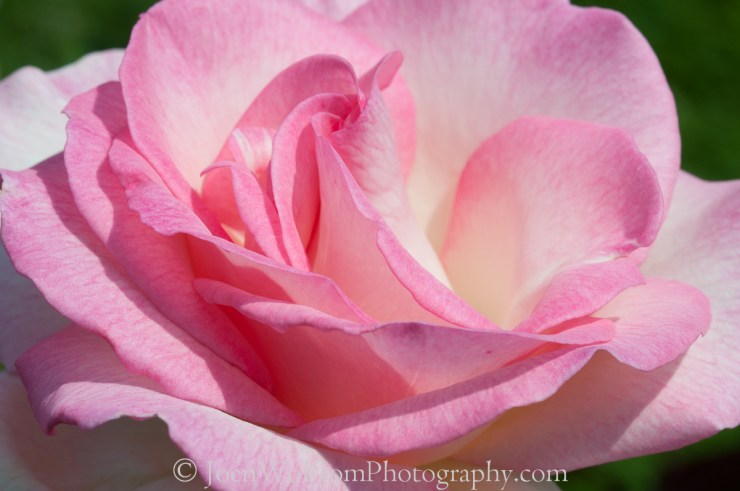 Flowers, Pretty in Pink-10