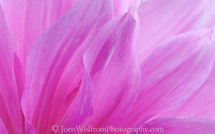 Flowers, Pretty in Pink-11