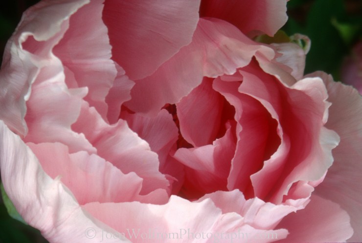 Flowers, Pretty in Pink-12