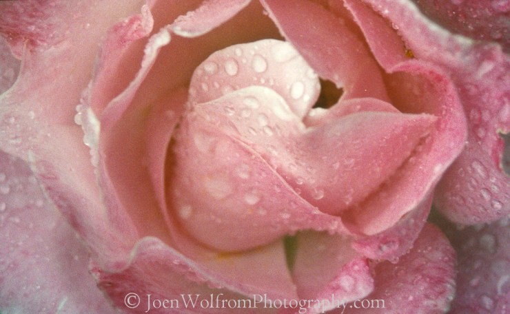 Flowers, Pretty in Pink-13