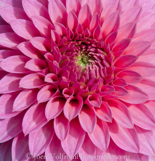 Flowers, Pretty in Pink-14