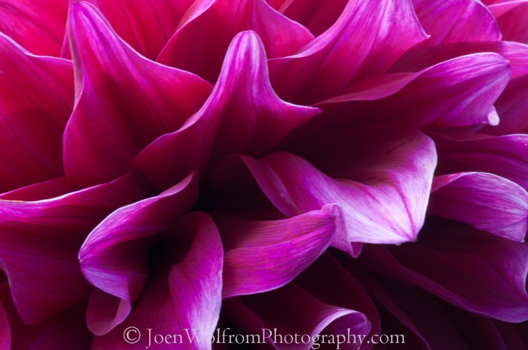 Flowers, Pretty in Pink-16