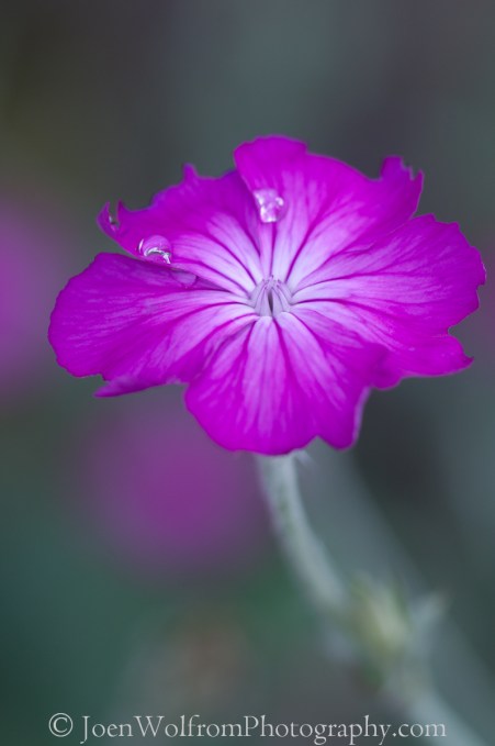 Flowers, Pretty in Pink-17