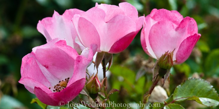 Flowers, Pretty in Pink-18