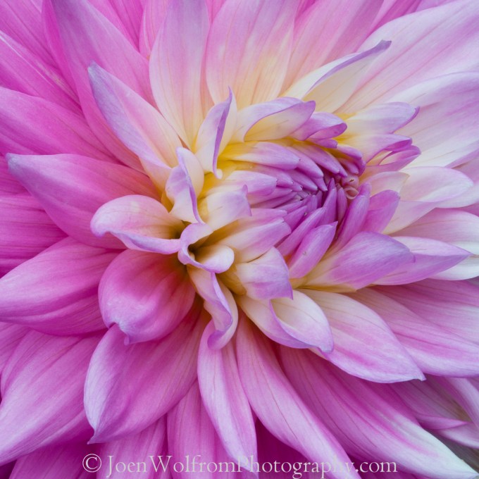 Glowing Pink Dahlia