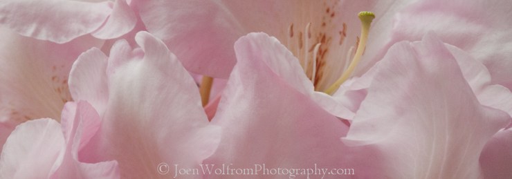 Flowers, Pretty in Pink-20