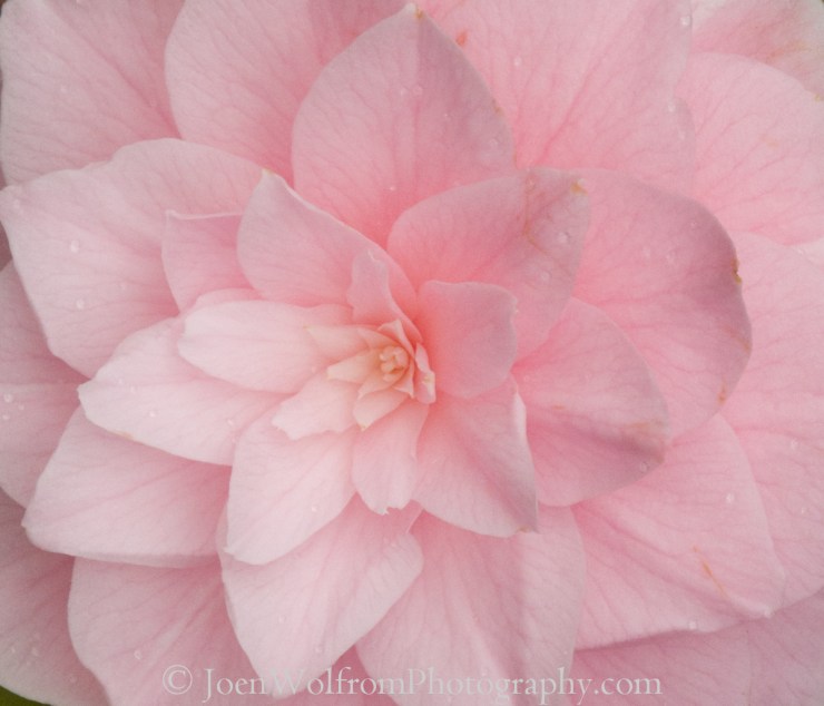 Flowers, Pretty in Pink-21