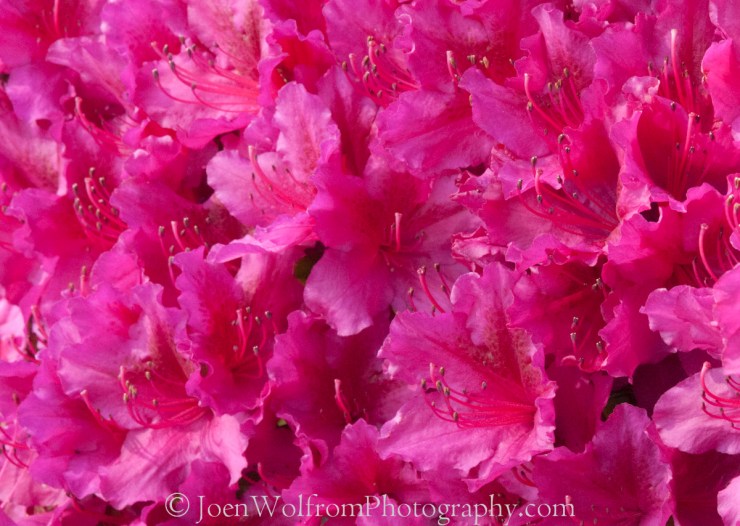 Flowers, Pretty in Pink-22