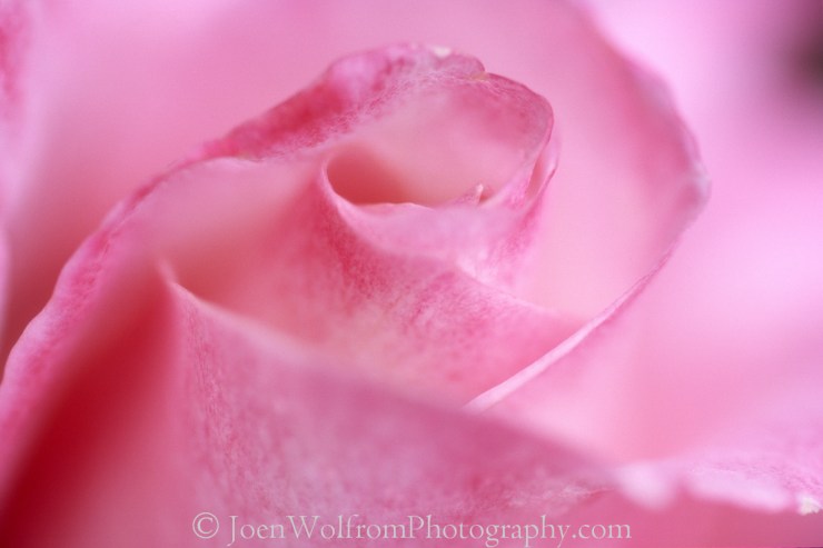 Flowers, Pretty in Pink-3