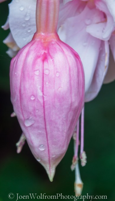 Flowers, Pretty in Pink-4