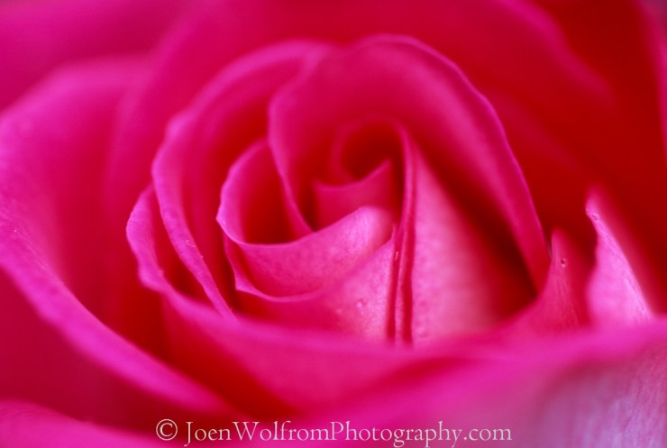 Flowers, Pretty in Pink-5