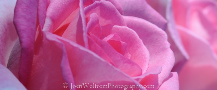 Flowers, Pretty in Pink-6