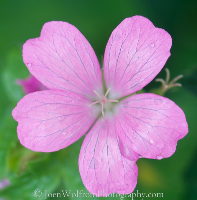 Flowers, Pretty in Pink-7