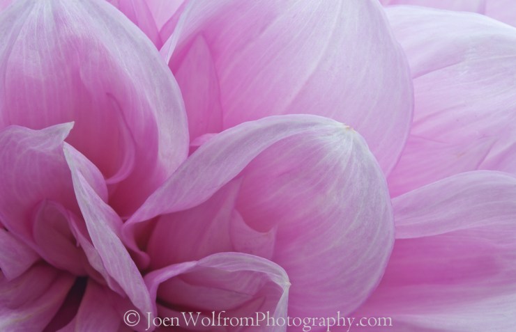 Flowers, Pretty in Pink-8